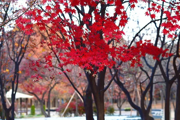 Красные Оранжевые Осенние Листья Фон — стоковое фото