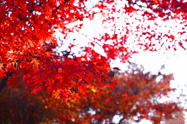 Red Orange Autumn Leaves Background — Stock Photo, Image