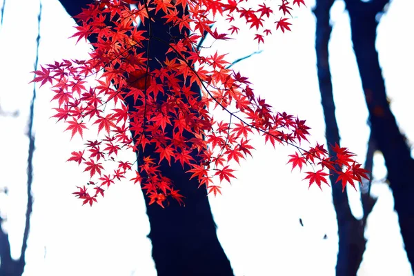 Красные Оранжевые Осенние Листья Фон — стоковое фото