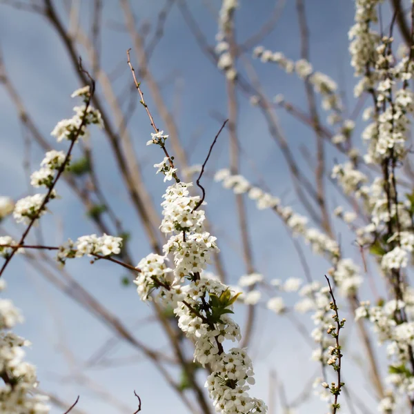 Белые Цветы Ветке — стоковое фото