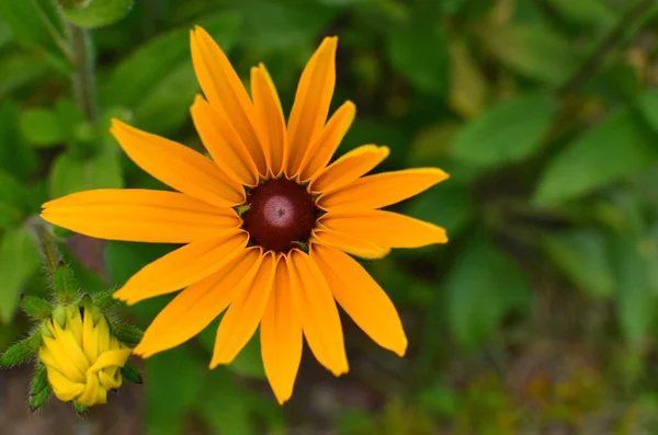 Flor Amarilla Jardín — Foto de Stock