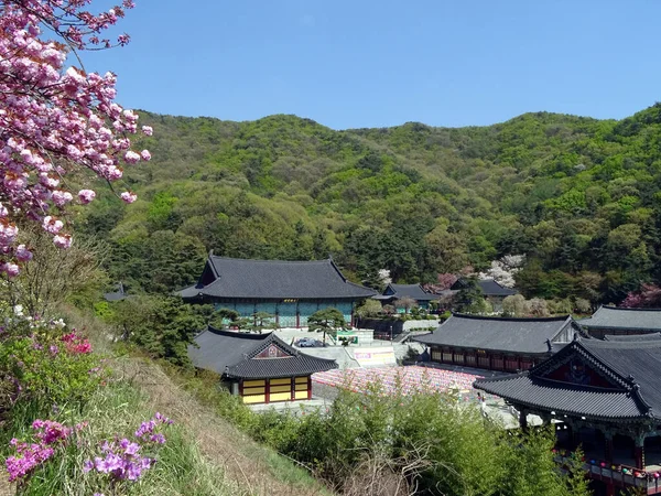 佛寺用纸灯笼装饰的樱桃花 — 图库照片