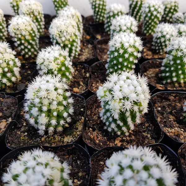 Cactus Dans Jardin Botanique — Photo