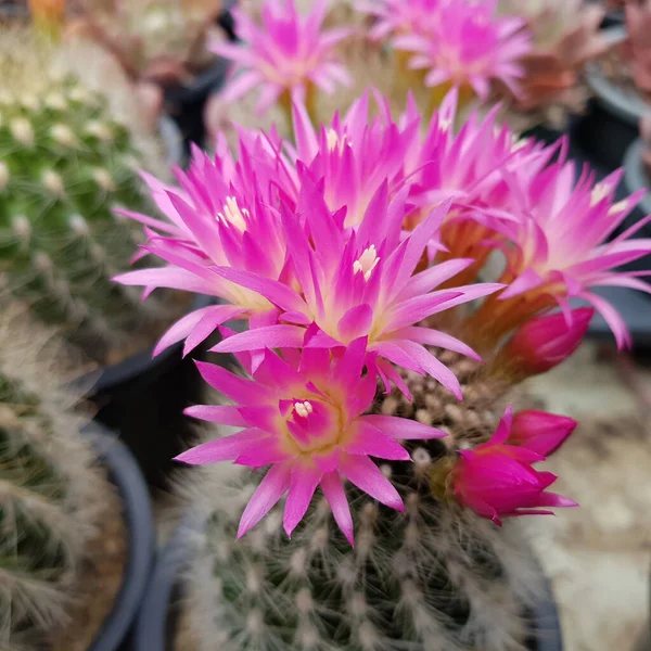 Cactus Dans Jardin Botanique — Photo