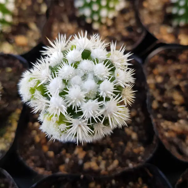 Cactus Dans Jardin Botanique — Photo