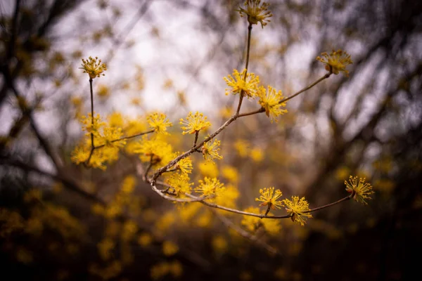 Gele Bloemen Bloeien Het Voorjaar — Stockfoto