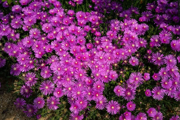 Пурпурные Цветы Расцветают Весной — стоковое фото