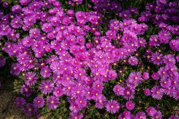 Lila Blommor Blomma Ren — Stockfoto