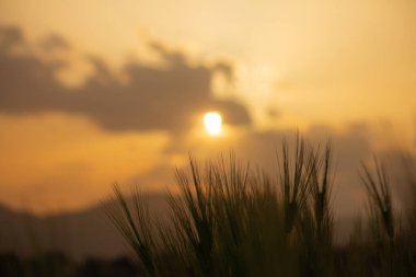 Tarlada güzel bir gün batımı