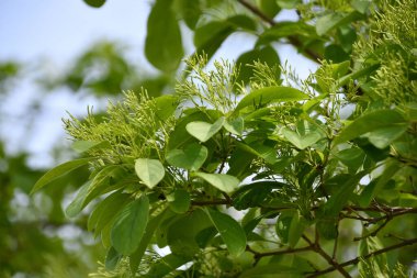 Çin püsküllü ağacı (Chionanthus retusus)