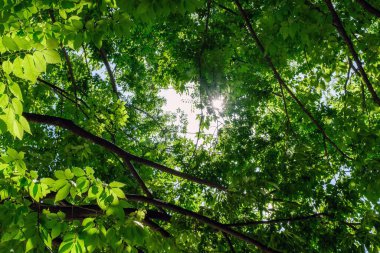 Güneşin altında yeşil yapraklar