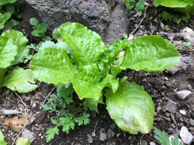 Taze marul yaprakları, kapatın.