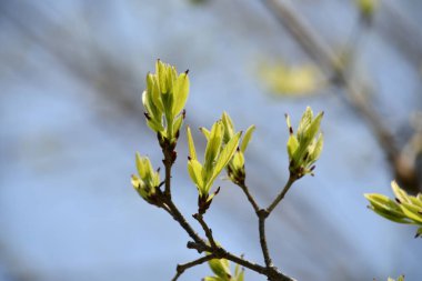 Dalda yeşil filizler