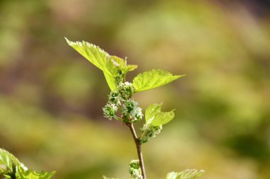 Dalda yeşil filizler