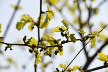 Dalda yeşil filizler