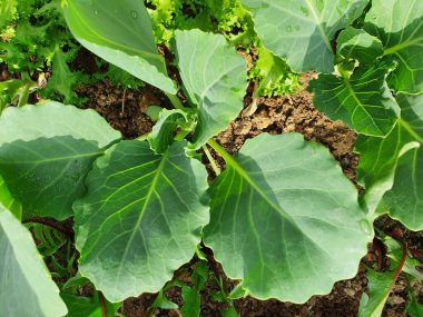 Toprakta yeşil filizler