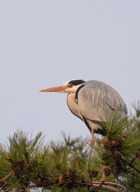 Ağaç dalında gri balıkçıl
