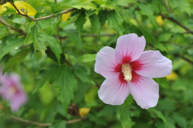 Bahçede Hibiscus çiçeği