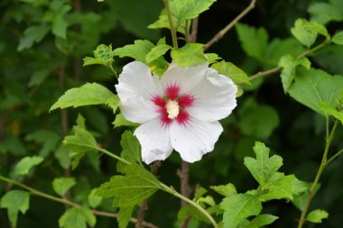 Bahçede Hibiscus çiçeği