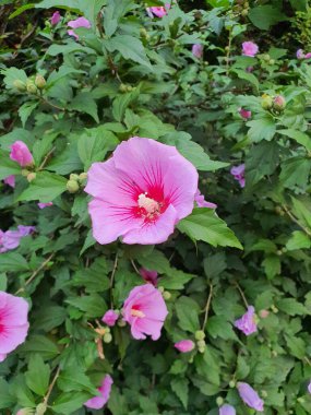 Hibiscus Syriacus veya Sharon Gülü
