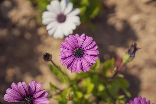 Kosmos Blommor Gården — Stockfoto