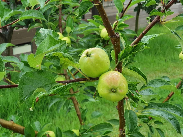 Green Apple Hanging Tree — Stock Photo, Image