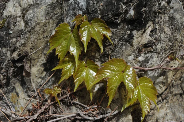 Green Ivy Stone Wall — Stock Photo, Image