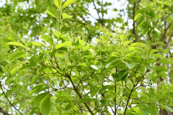 Китайская Бахрома Chionanthus Retusus — стоковое фото