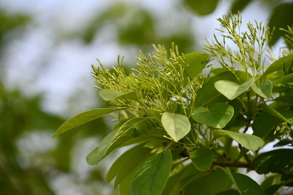 Китайская Бахрома Chionanthus Retusus — стоковое фото