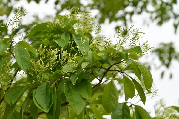 Китайская Бахрома Chionanthus Retusus — стоковое фото