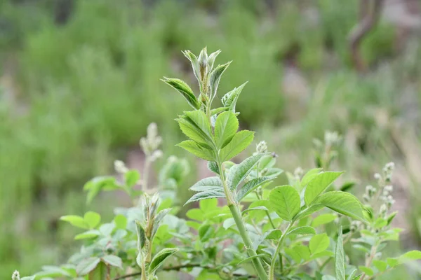 Fechar Planta Verde — Fotografia de Stock