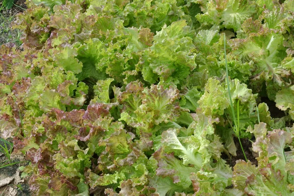 Hojas Lechuga Fresca Cerca — Foto de Stock