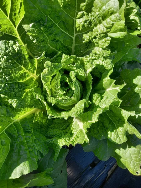 Hojas Lechuga Fresca Cerca — Foto de Stock