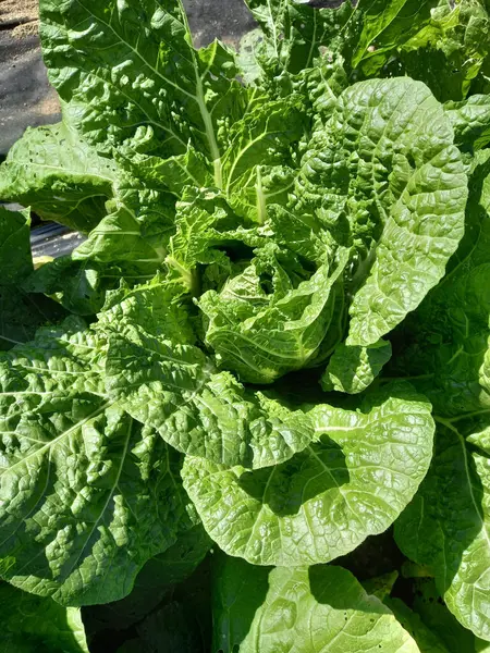 Hojas Lechuga Fresca Cerca —  Fotos de Stock