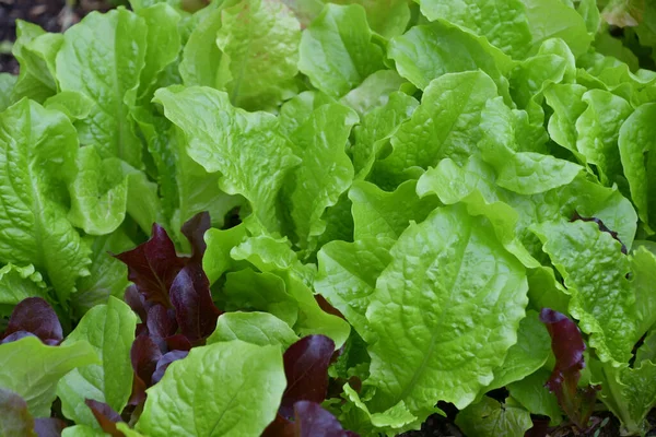 Hojas Lechuga Fresca Cerca — Foto de Stock