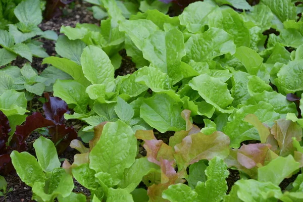 Hojas Lechuga Fresca Cerca — Foto de Stock