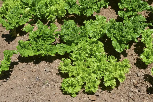 Hojas Lechuga Fresca Cerca —  Fotos de Stock