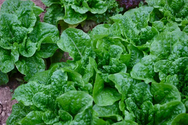 Hojas Lechuga Fresca Cerca — Foto de Stock