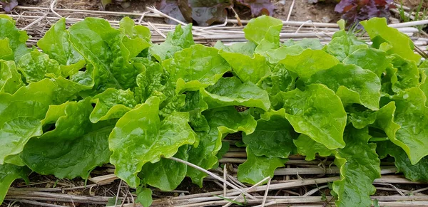 Hojas Lechuga Fresca Cerca —  Fotos de Stock