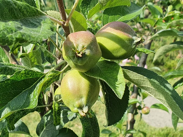 Green Pomegranate Tree — Stock Photo, Image