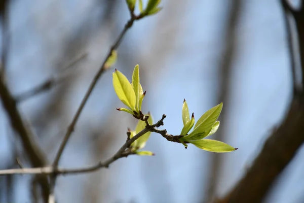 Green Sprout Branch — Stock Photo, Image