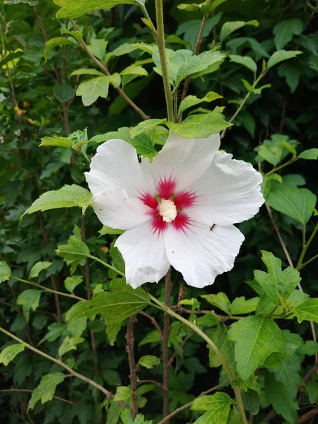 Bahçede Hibiscus Çiçeği — Stok fotoğraf