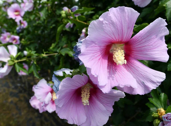 庭のハイビスカスの花 — ストック写真