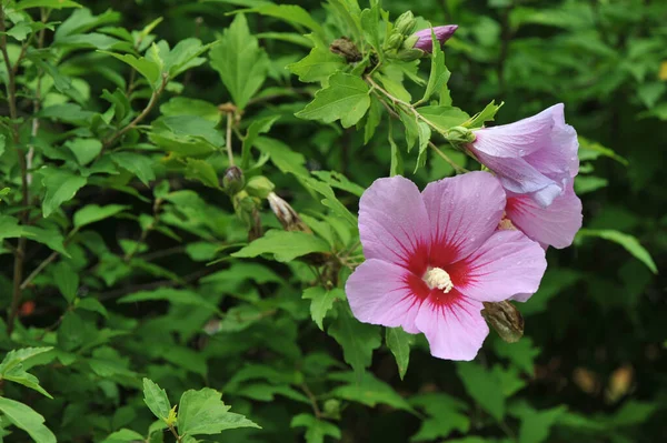 庭のハイビスカスの花 — ストック写真