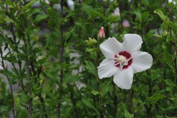 庭のハイビスカスの花 — ストック写真