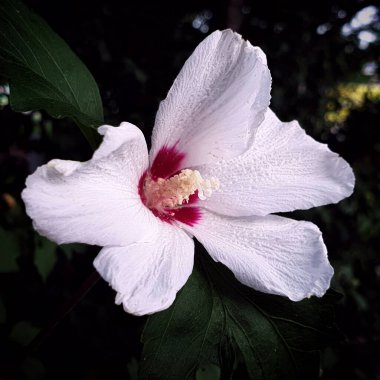 Hibiscus Syriacus veya Sharon Gülü