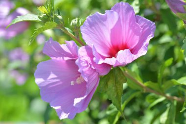 Hibiscus Syriacus veya Sharon Gülü