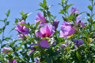 Hibiscus Syriacus veya Sharon Gülü