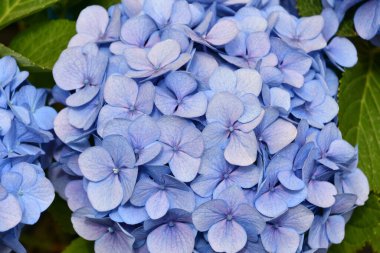 Bahçedeki ortanca çiçekleri