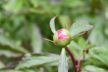 Ağaç dallarında pembe çiçek